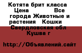 Котята брит класса › Цена ­ 20 000 - Все города Животные и растения » Кошки   . Свердловская обл.,Кушва г.